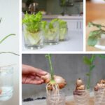 Top-24-Water-Growing-Plants-for-the-Kitchen