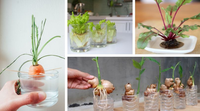 Top 24 Water-Growing Plants for the Kitchen