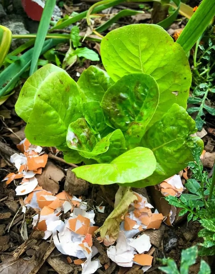Use-broken-eggshells-to-repel-pests-in-the-garden