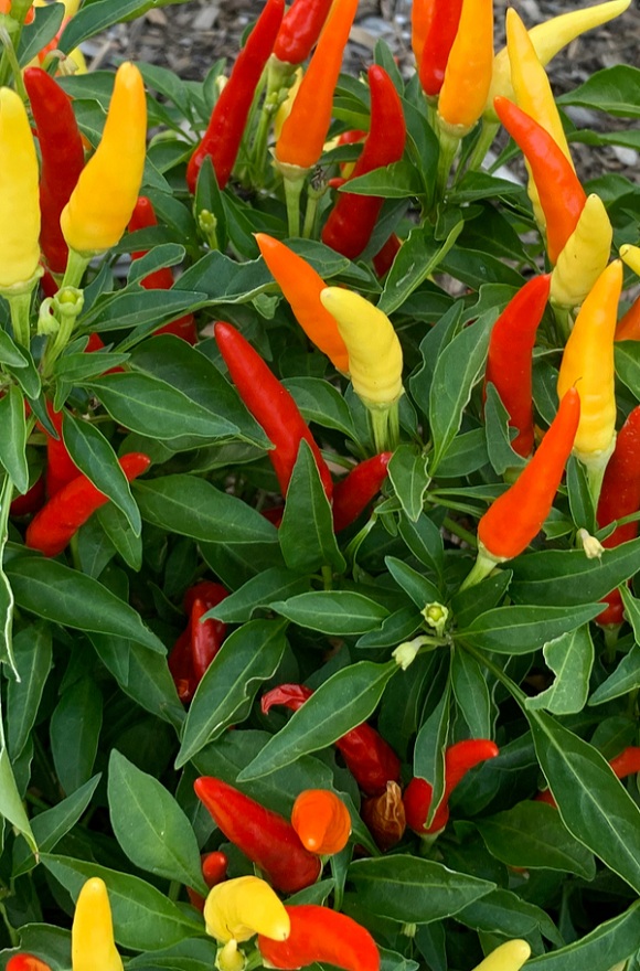 hanging-baskets-hot-pepper
