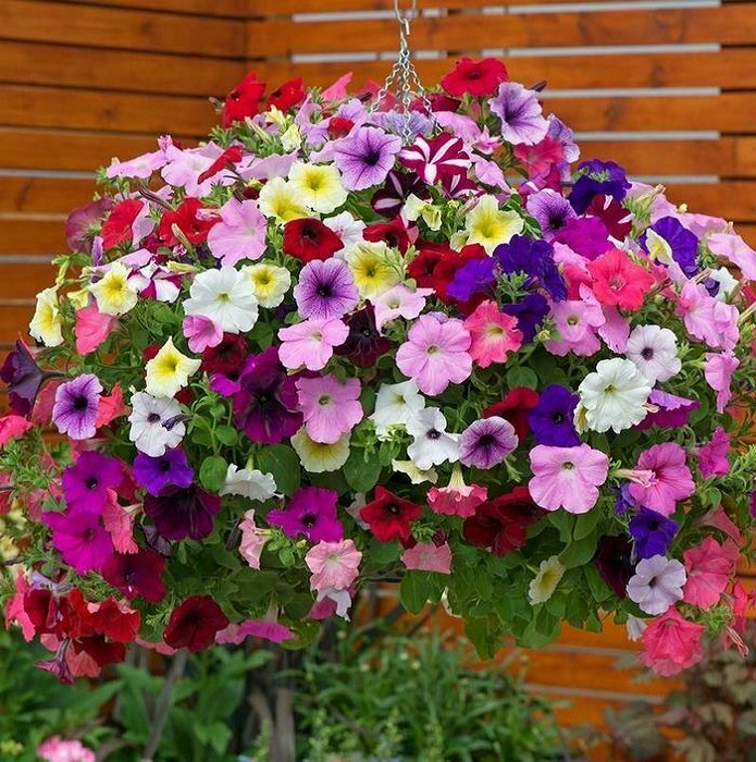 rainbow-petunias-triumph-hanging-baskets