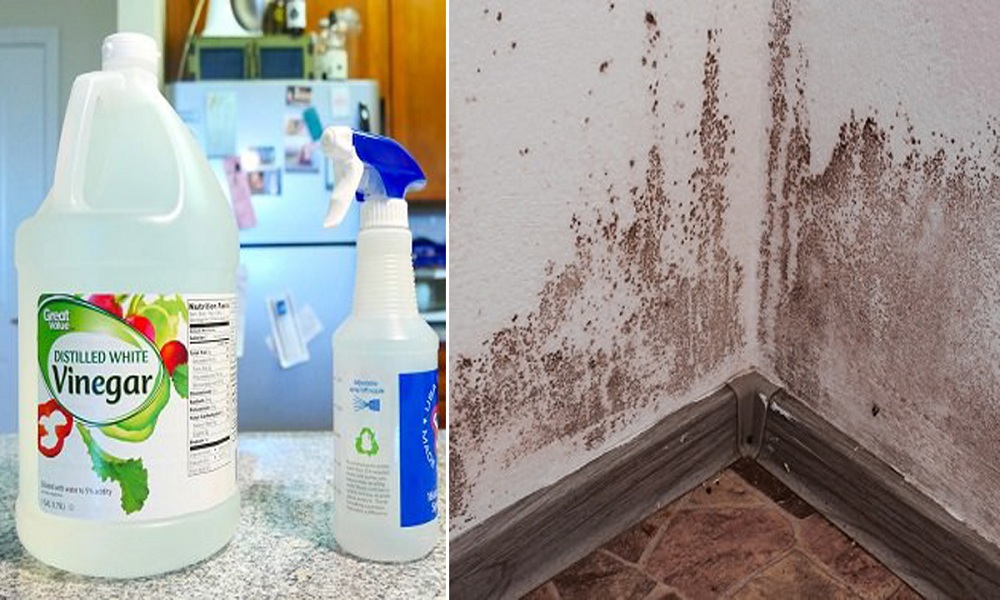 spray-the-moldy-surface-with-vinegar