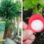 10-Brilliant-Ways-to-Use-Epsom-Salt-on-Indoor-Plants