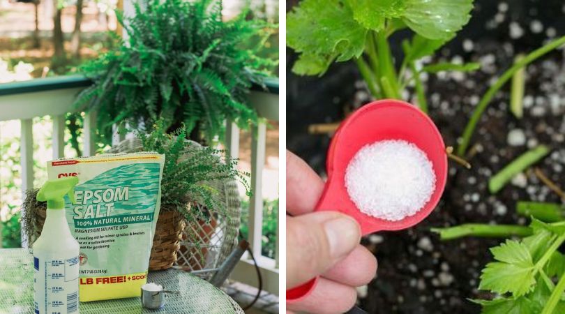 10-Brilliant-Ways-to-Use-Epsom-Salt-on-Indoor-Plants
