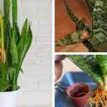 10-Common-Snake-Plant-Issues-How-to-Solve-Them