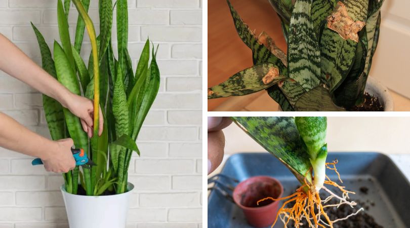 10-Common-Snake-Plant-Issues-How-to-Solve-Them