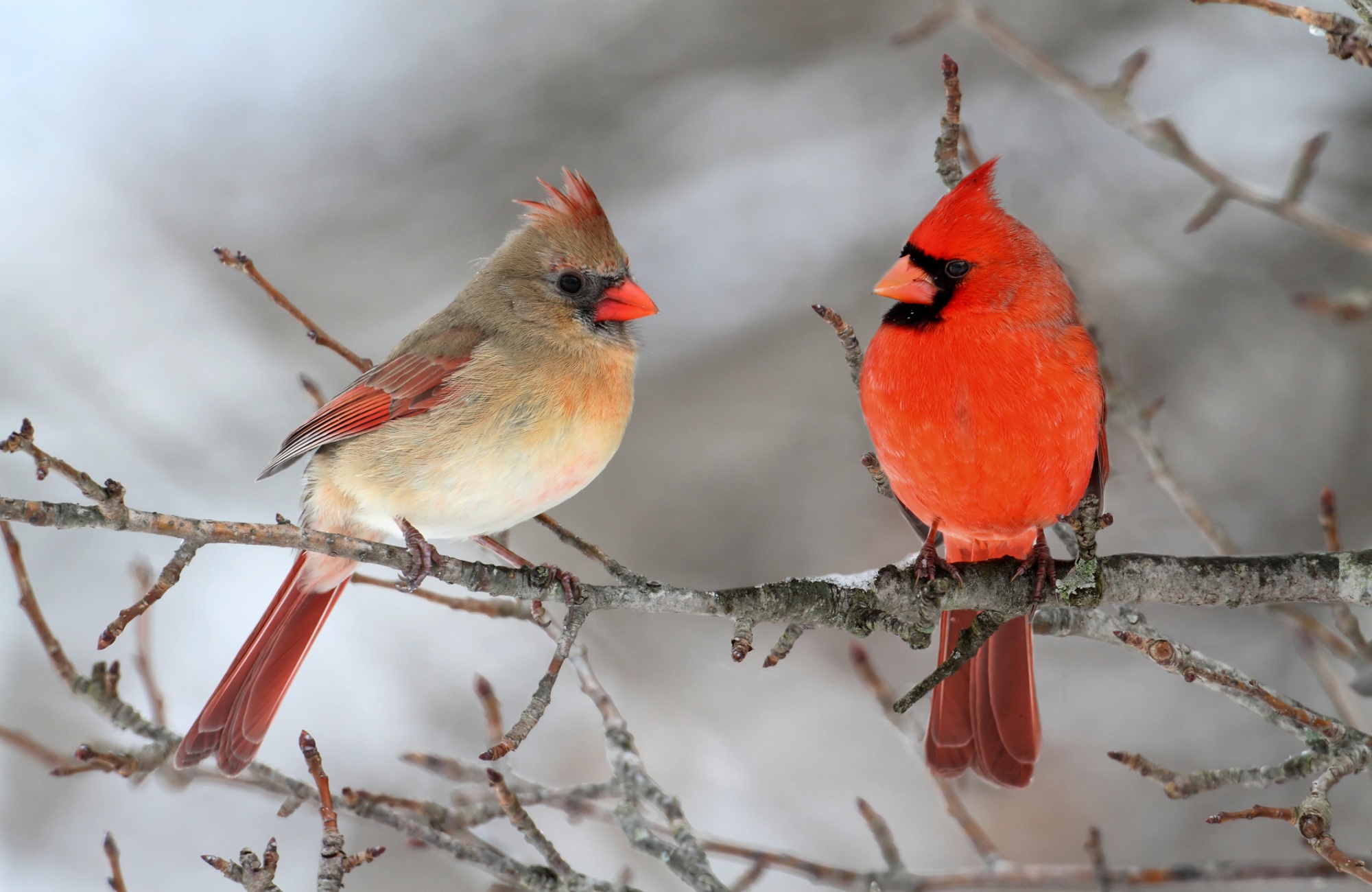 10-Ways-to-Fill-Your-Yard-With-Cardinals