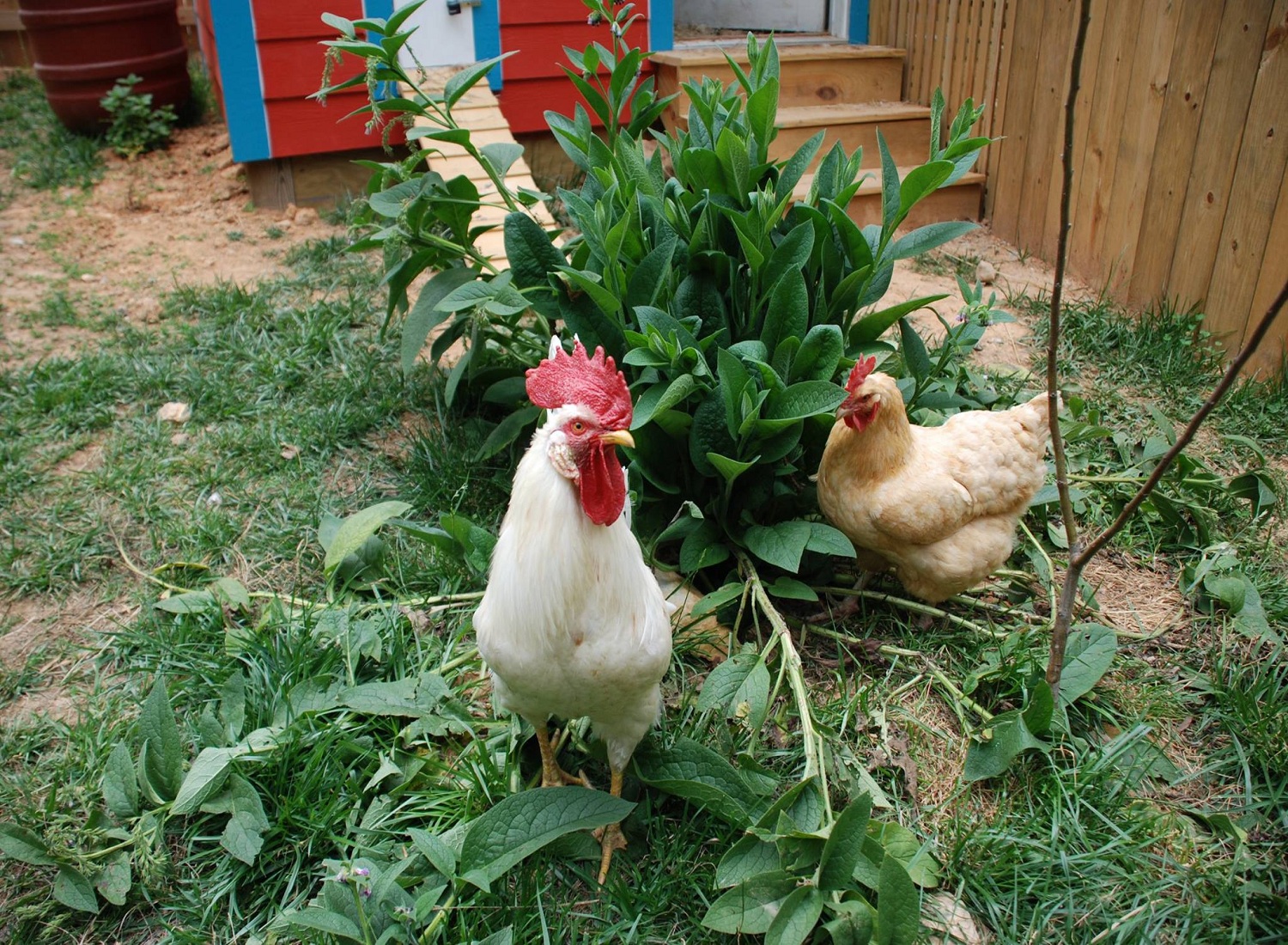 15-Amazing-Plants-for-Chickens-to-Consider-in-Your-Gardens