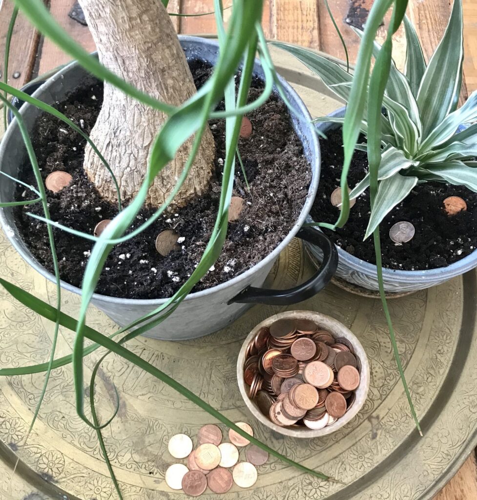 Bury-a-few-pennies-in-your-garden