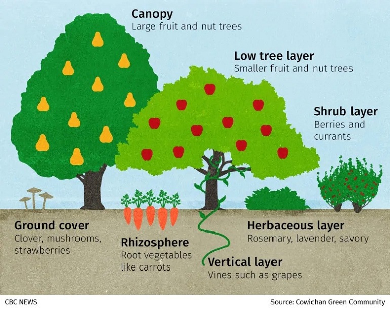 FOOD-FOREST