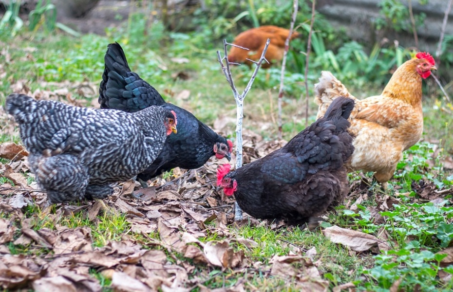 Chickens-aid-in-pest-control-in-the-garden