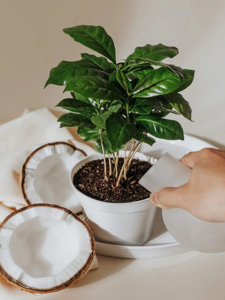 Coconut-water-helps-plants-roots-grow