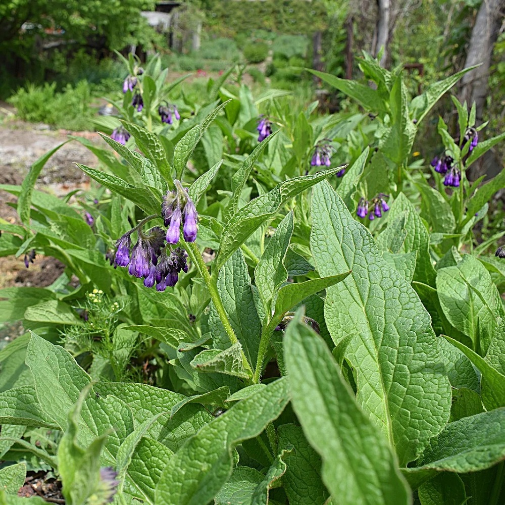 Comfrey-is-a-quick-growing-perennial