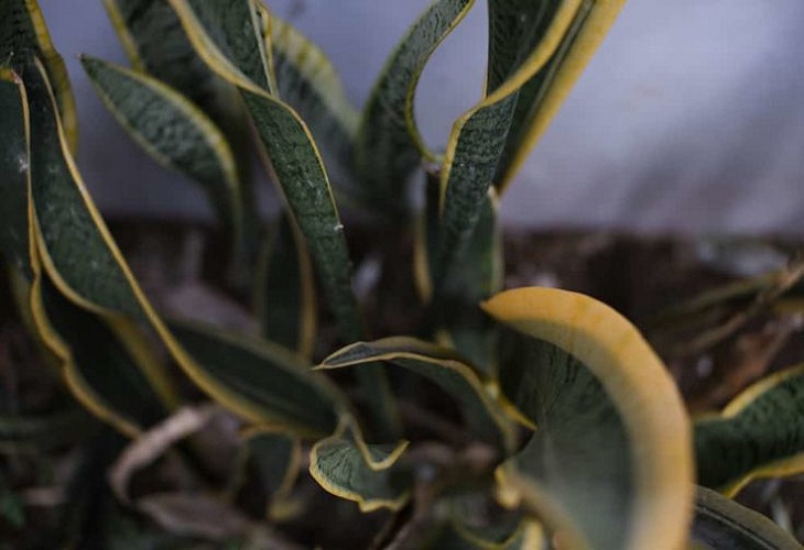 Curling-or-twisting-leaves