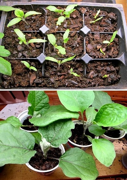 Eggplants-for-Indoors-Crops