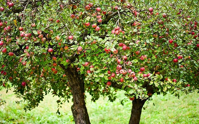 Grow-two-of-each-fruit-tree