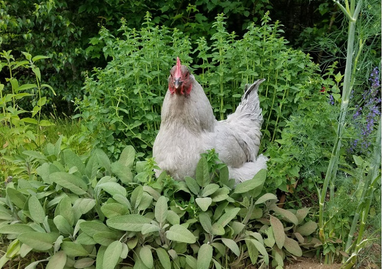 Herbs-have-many-applications-in-the-chicken-coop