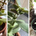 How-to-Save-a-Dying-Jade-Plant