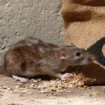 Keep-Mice-Away-From-Your-Shed