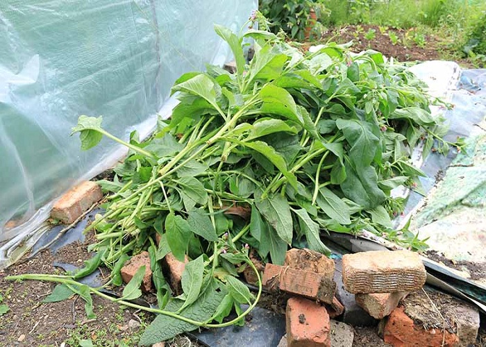 Mulch-with-green-organic-matter