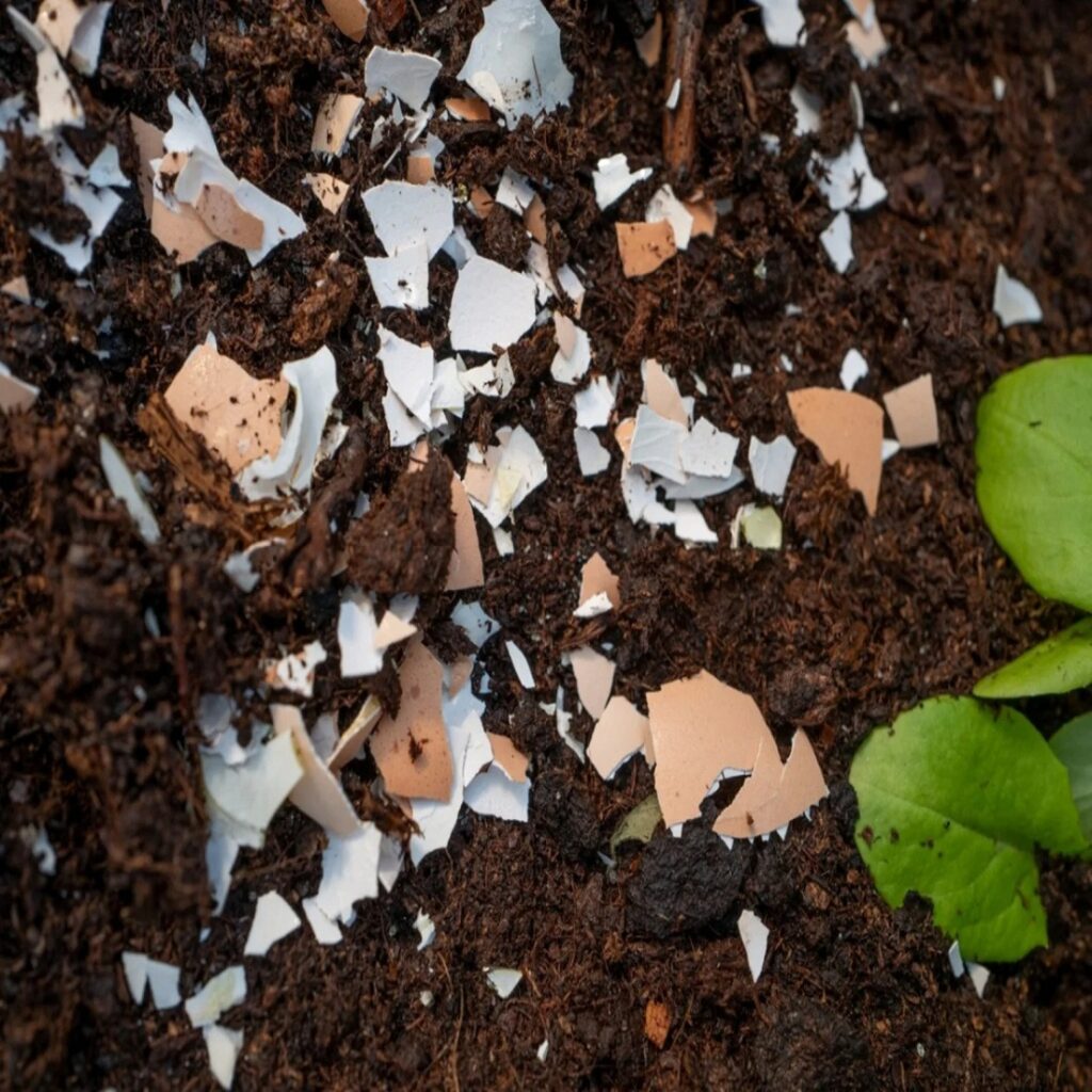 Put-eggshells-and-oyster-shells-in-your-garden-beds