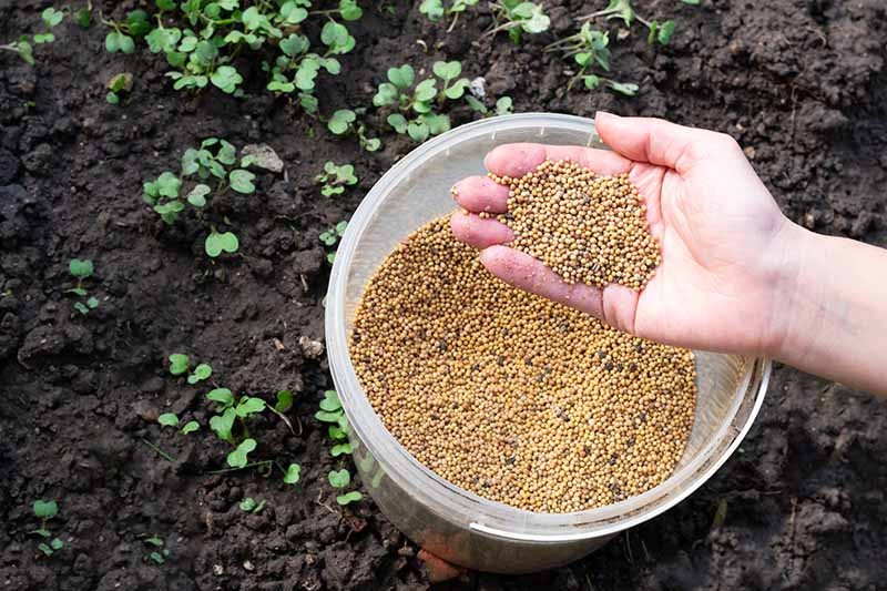 Sowing-mustard-seeds