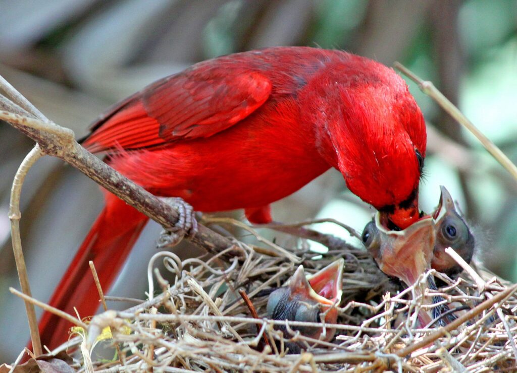 Supply-natural-nesting-material