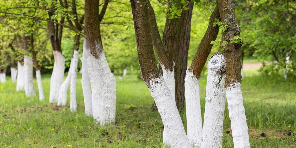 Thick-latex-paint-can-protect-trees-from-the-elements