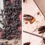 Top-10-Tiny-Bugs-in-Your-House-How-to-Get-Rid-of-Them