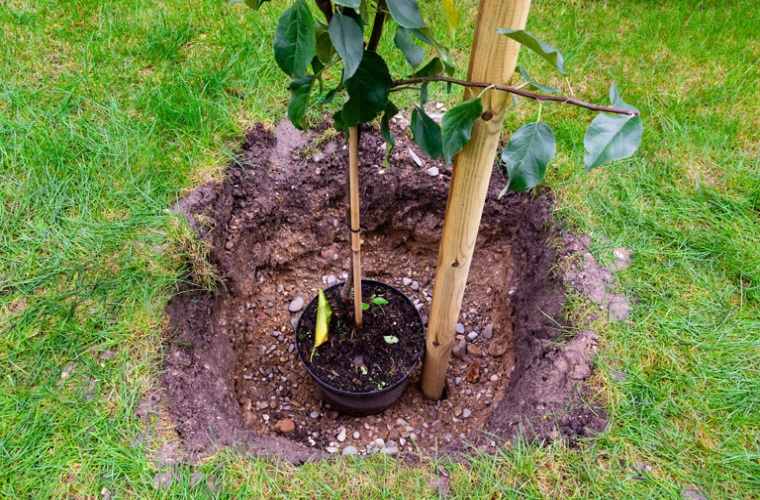 Trees-need-to-be-planted-in-deep-holes-for-stability