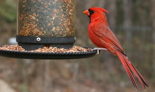 Understand-the-cardinal-diet