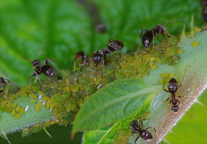 Use-borax-and-honey-to-control-ants-in-the-garden