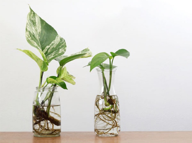 Use-it-when-growing-plants-in-water