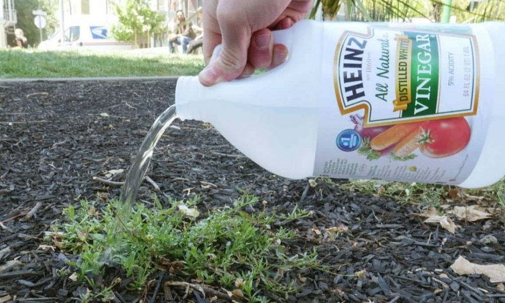 Use-vinegar-to-destroy-weeds