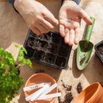 Vegetable-Seeds-to-Plant-NOW-in-January-February