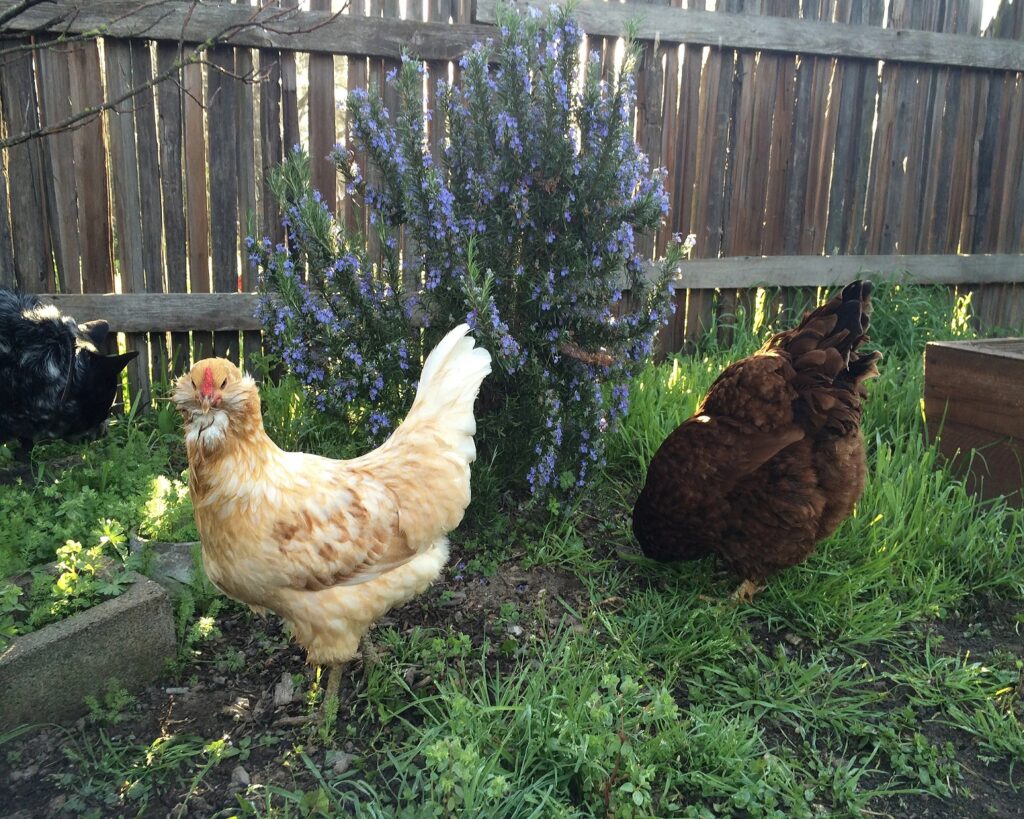 What-to-grow-in-your-chicken-garden
