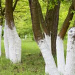 Why-People-Paint-the-Bottoms-of-Trees-White-Solved