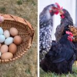 15-Best-Chicken-Breeds-for-a-Colorful-Egg-Basket