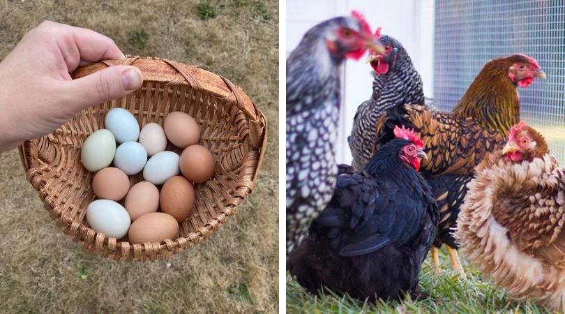 15-Best-Chicken-Breeds-for-a-Colorful-Egg-Basket