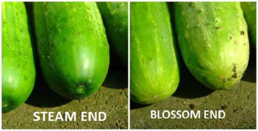 Cut-the-end-of-each-cucumber-with-the-flower-off