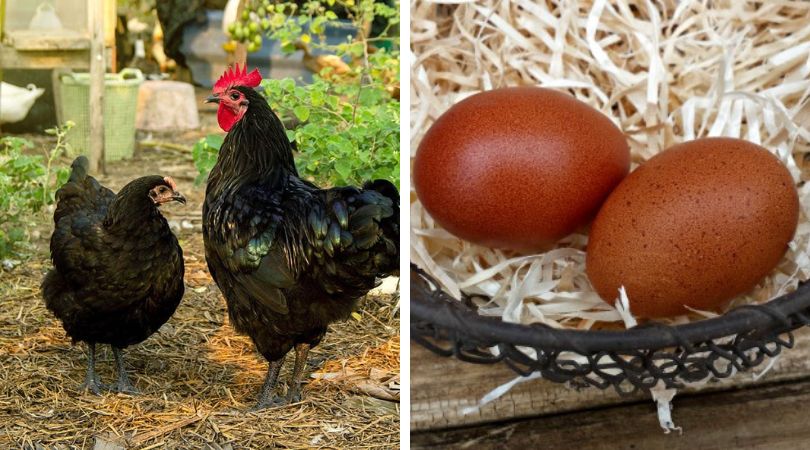 Dark-Brown-Egg-Laying-Chickens