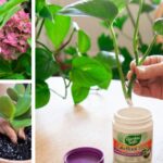 How-to-Grow-Plants-From-Cuttings