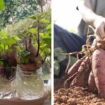 How-to-Grow-Sweet-Potato-Slips