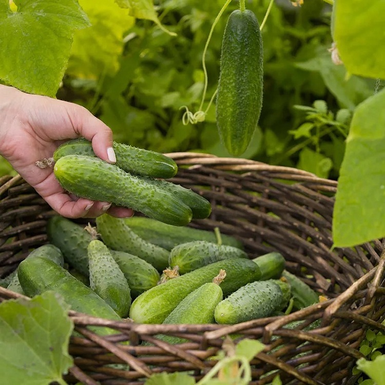 National-Pickling-Cucumbers