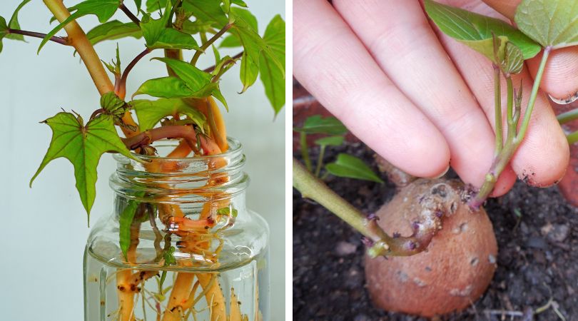 Planting-Sweet-Potato-Slips