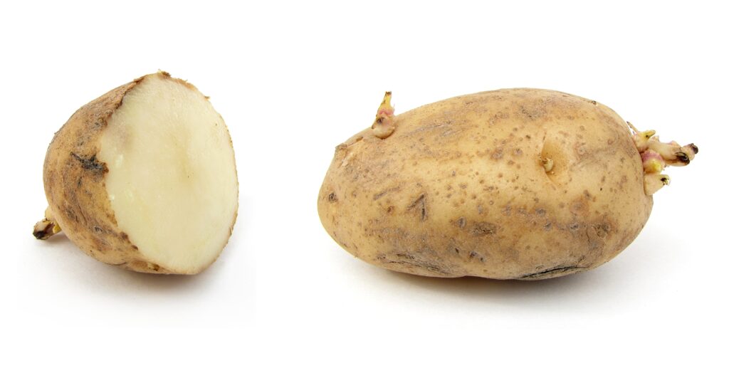 Russet-potatoes