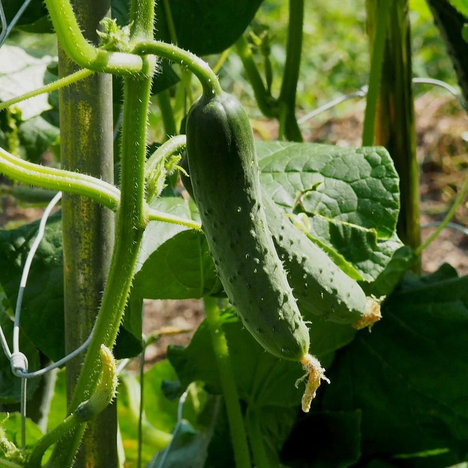 Use-only-freshly-picked-cucumbers