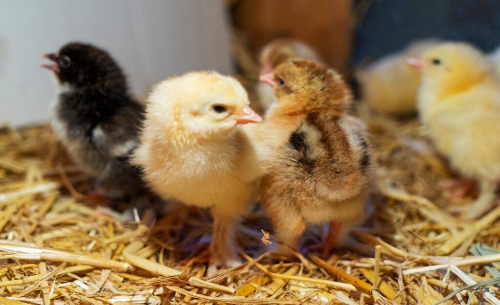 farm-chicks