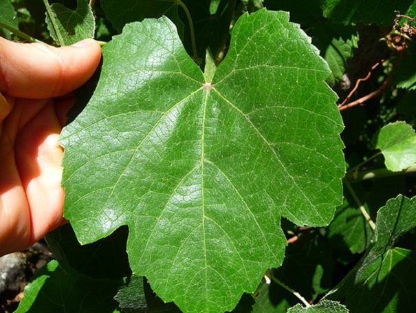 grape-leaf