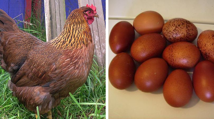 welsummer-chicken-eggs